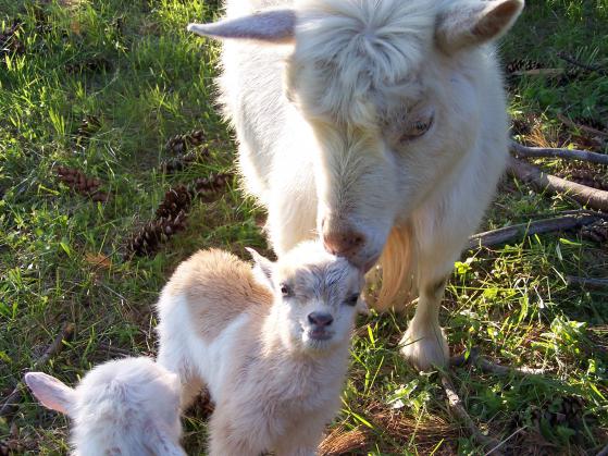 goats