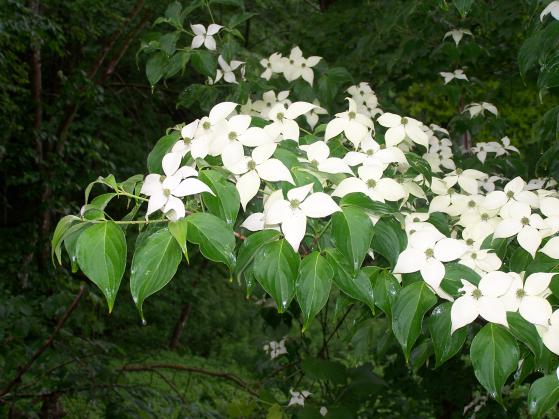 dogwood