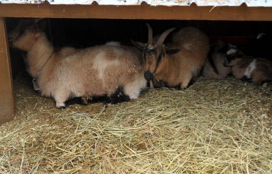 goats1