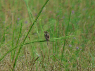 bird