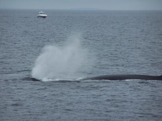 whale