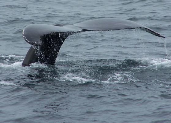 whale2